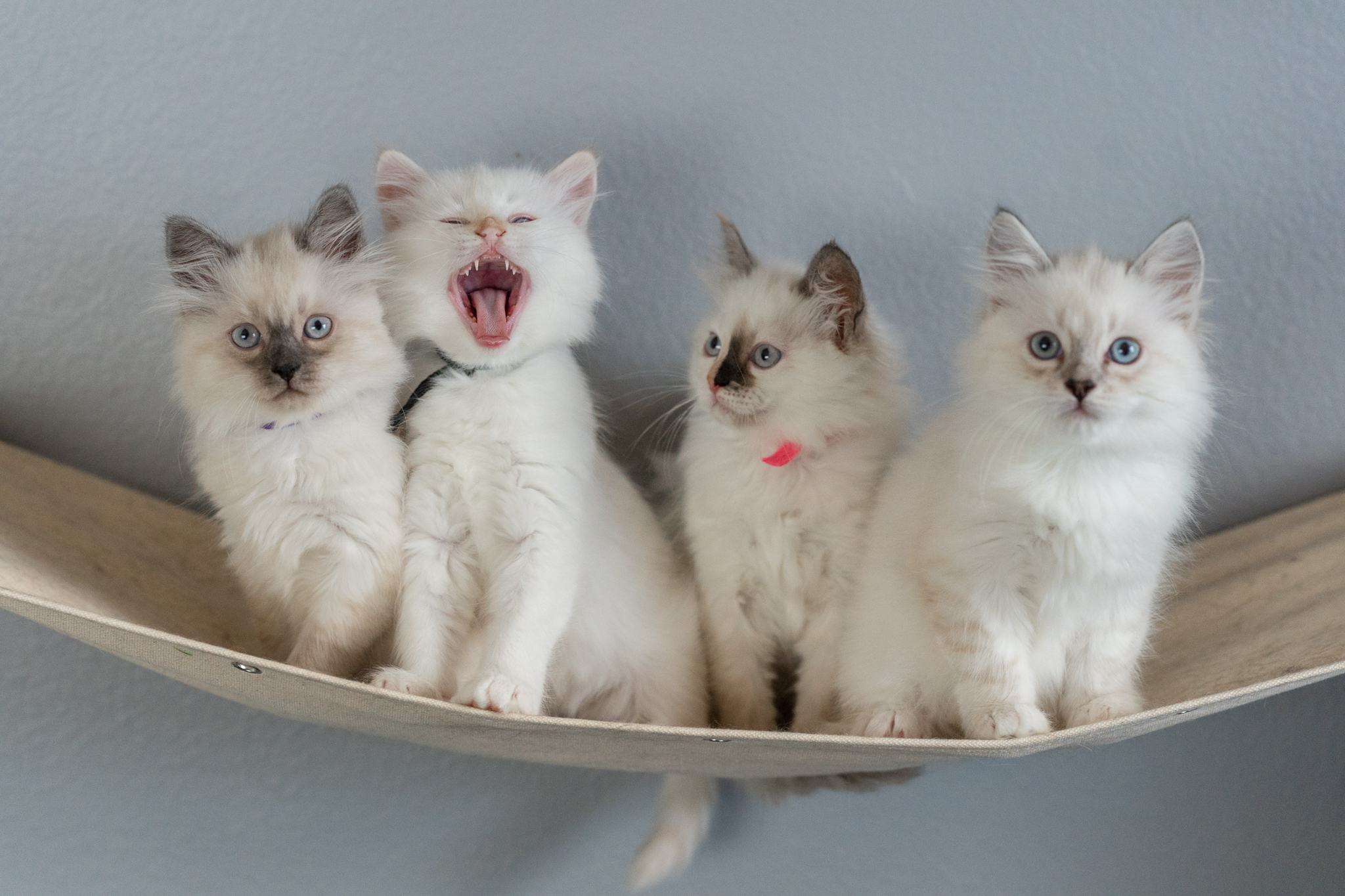 colorado siberian cats, colorado siberian kittens, siberian kittens in colorado, siberian cats in colorado, siberian kittens in denver, siberian cats in denver