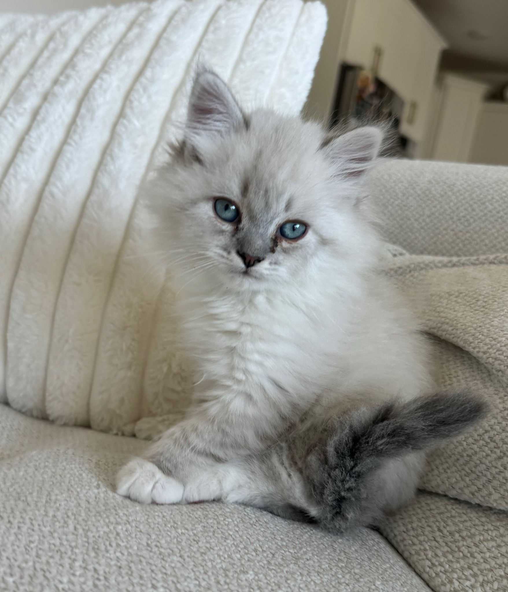 Adopted Siberian Kittens, Hypoallergenic kittens in Colorado, Denver Siberian Kittens, Denver Siberian Cats, Colorado Siberian Cats, Thornton Siberian Kittens